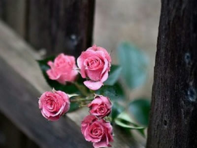 第三代蓝电E5 PLUS正式开启预订 预售价11.98万元起 引领家用新能源SUV新价值标杆