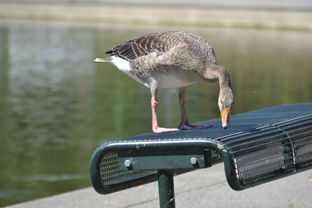 消失大鹅寻回记，主人怒抽池塘水，追凶现场堪比侦探大片！